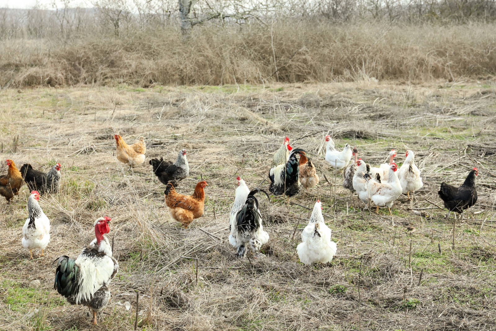 Photo of Flock of chickens and roosters in countryside