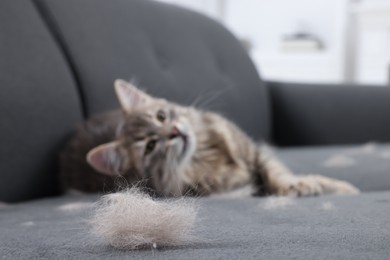 Photo of Cute cat and pet hair on grey sofa indoors, selective focus