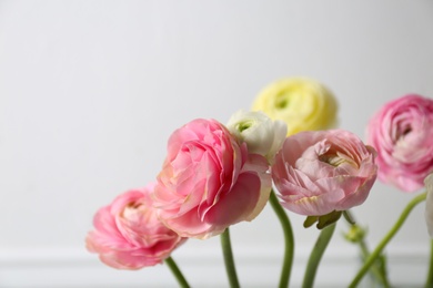 Photo of Beautiful ranunculus flowers on light background, closeup. Space for text