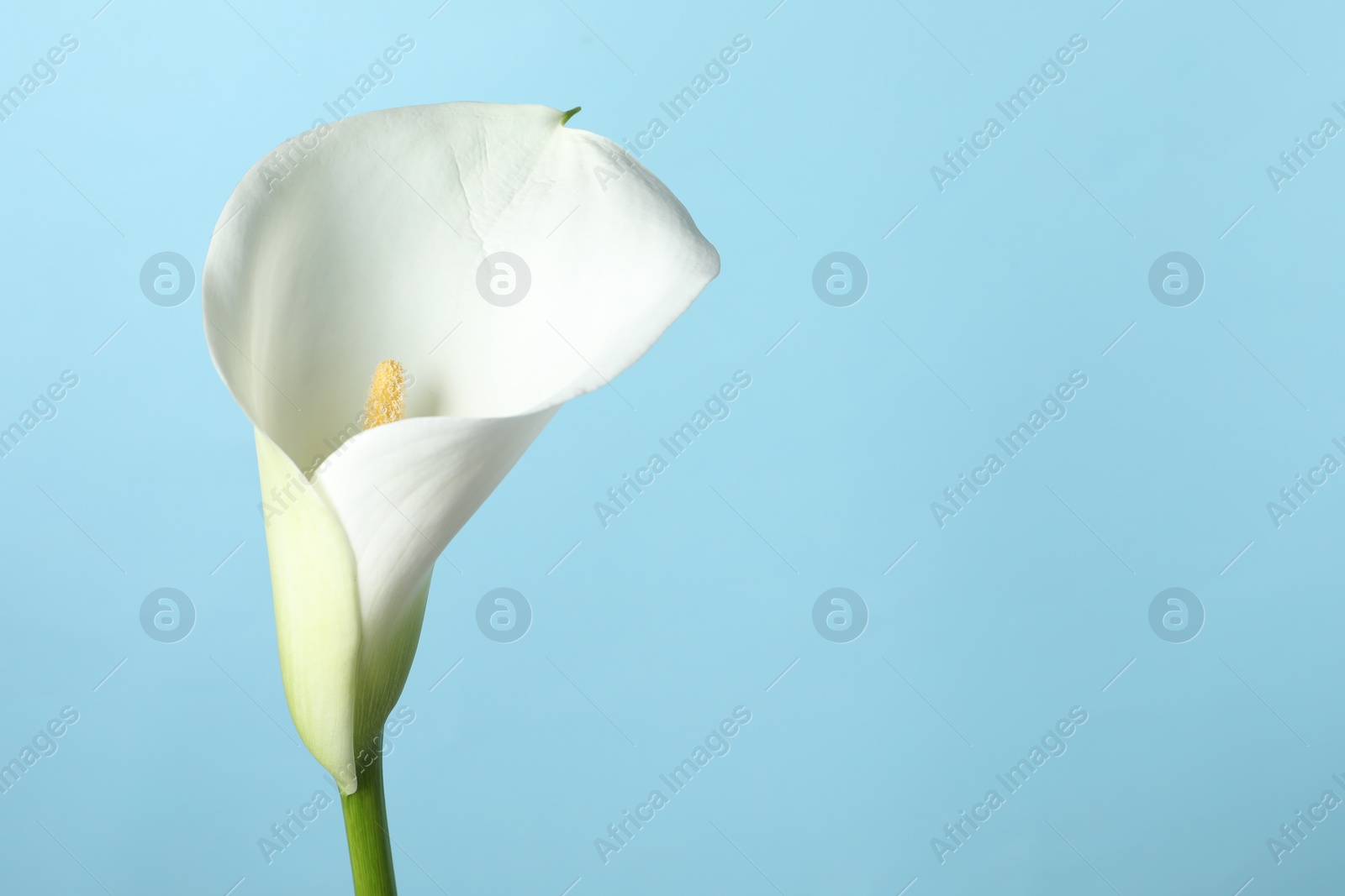 Photo of Beautiful calla lily flower on light blue background, closeup. Space for text