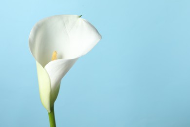 Beautiful calla lily flower on light blue background, closeup. Space for text