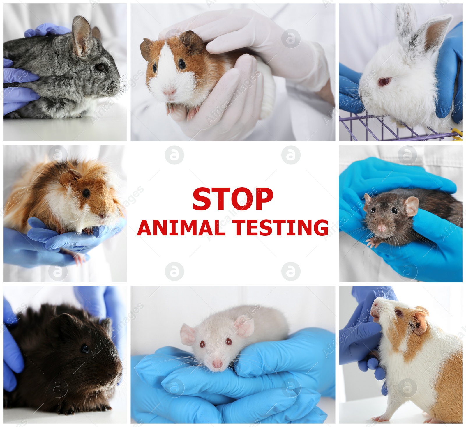 Image of Collage with different photos and text STOP ANIMAL TESTING 