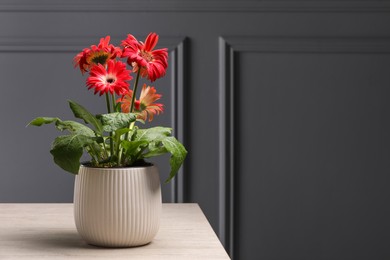 Beautiful gerbera flower in pot on light wooden table near grey wall, space for text