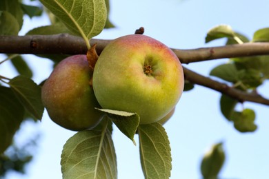 Photo of Fresh and ripe apples on tree branch, closeup