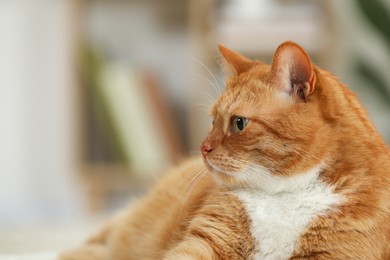 Photo of Cute ginger cat on blurred background, closeup