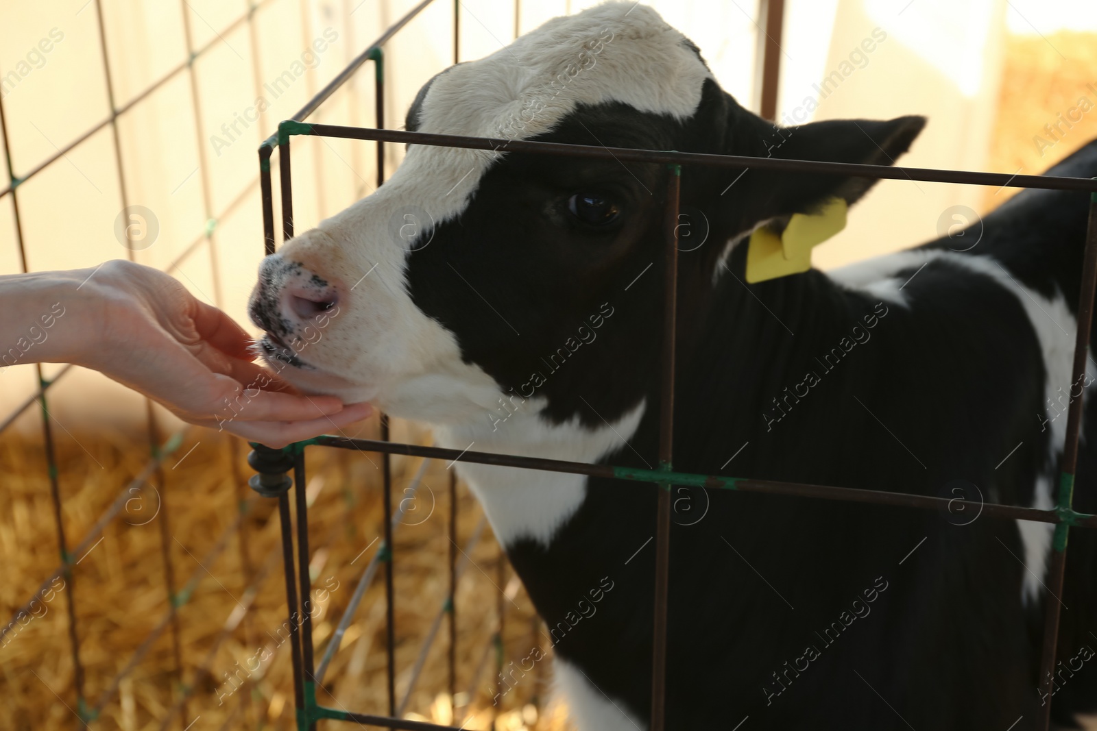 Photo of Woman stroking little calf on farm, closeup. Animal husbandry