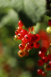 Photo of Closeup view of red currant bush with ripening berries outdoors on sunny day