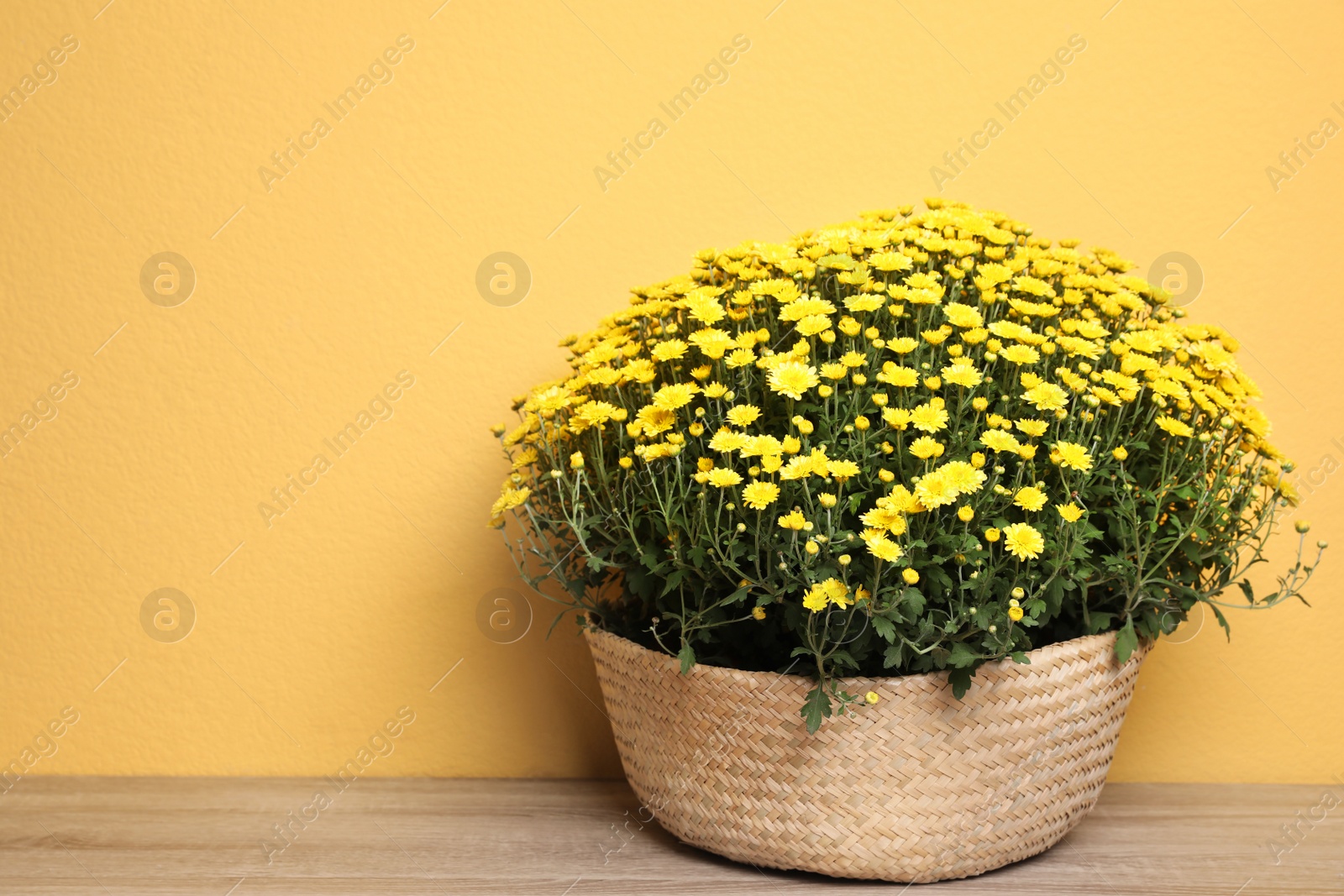 Photo of Basket with fresh chrysanthemum flowers on wooden table against yellow background. Space for text