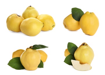 Image of Set of delicious ripe quinces on white background