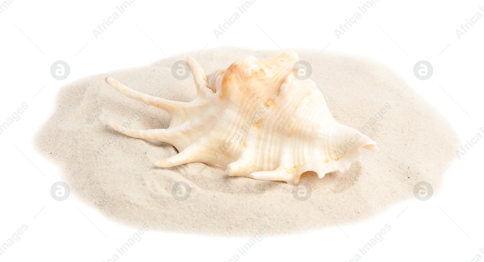 Photo of Pile of beach sand with sea shell on white background