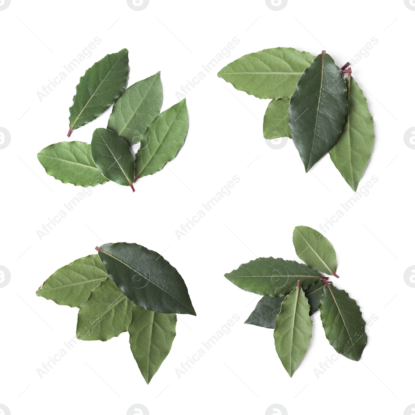 Image of Collage with fresh bay leaves on white background