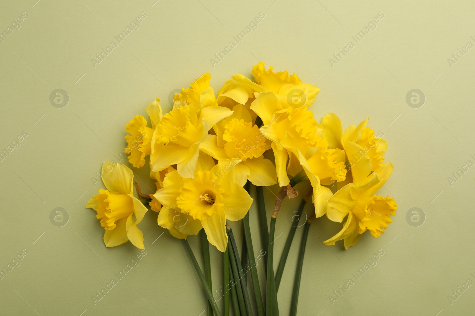 Photo of Beautiful daffodil bouquet on light green background, top view