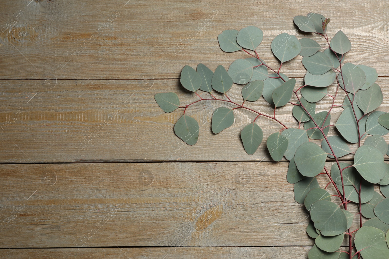 Photo of Eucalyptus branch with fresh green leaves on wooden table, top view. Space for text