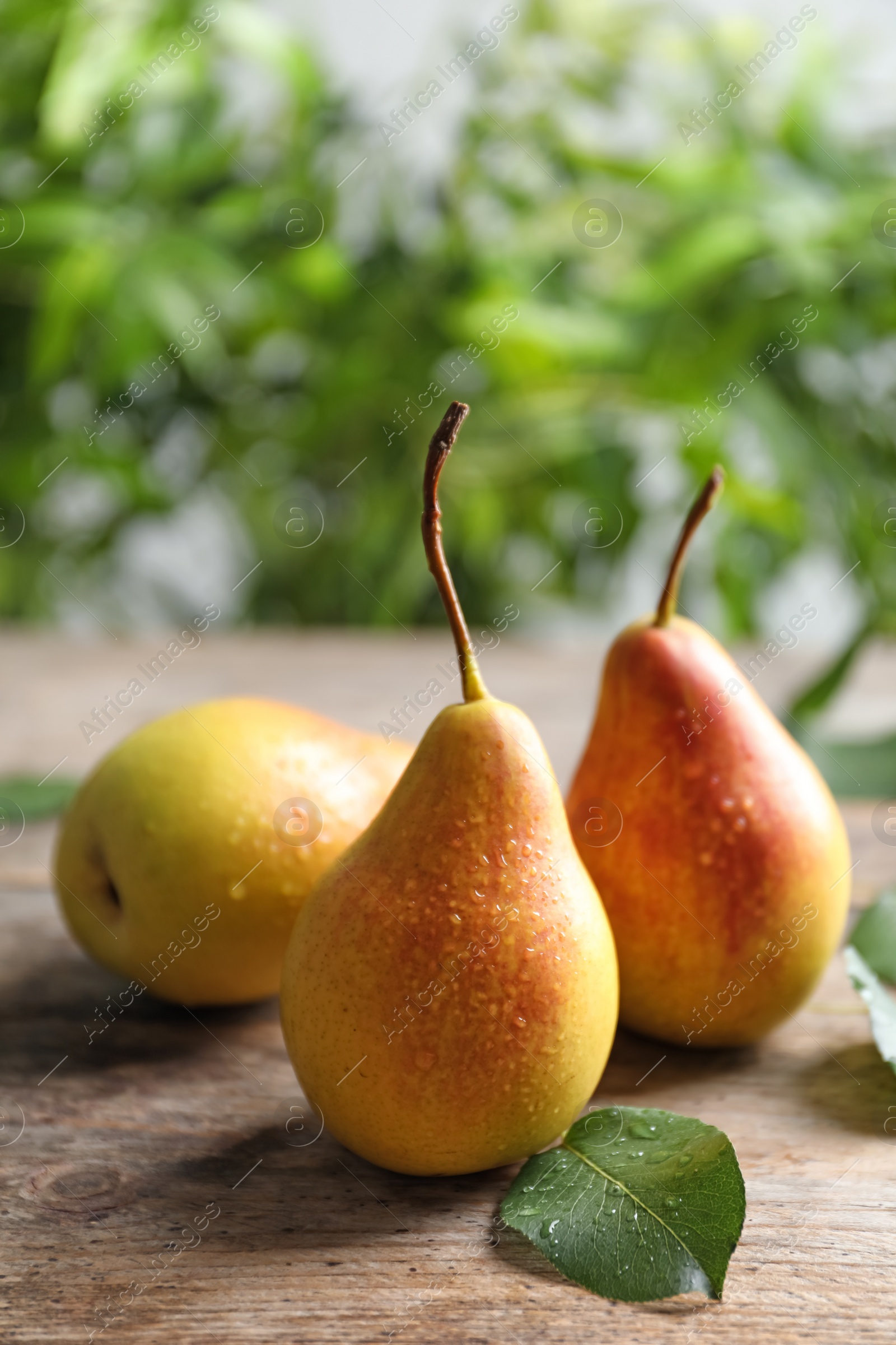 Photo of Ripe pears on wooden table against blurred background. Space for text