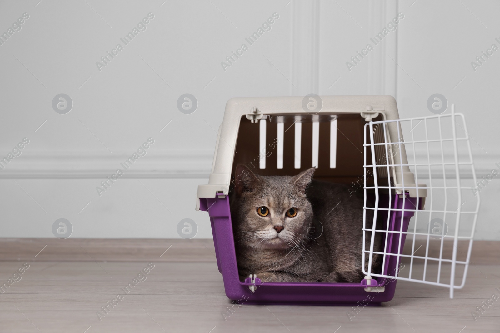 Photo of Travel with pet. Cute cat in carrier on floor near white wall indoors, space for text