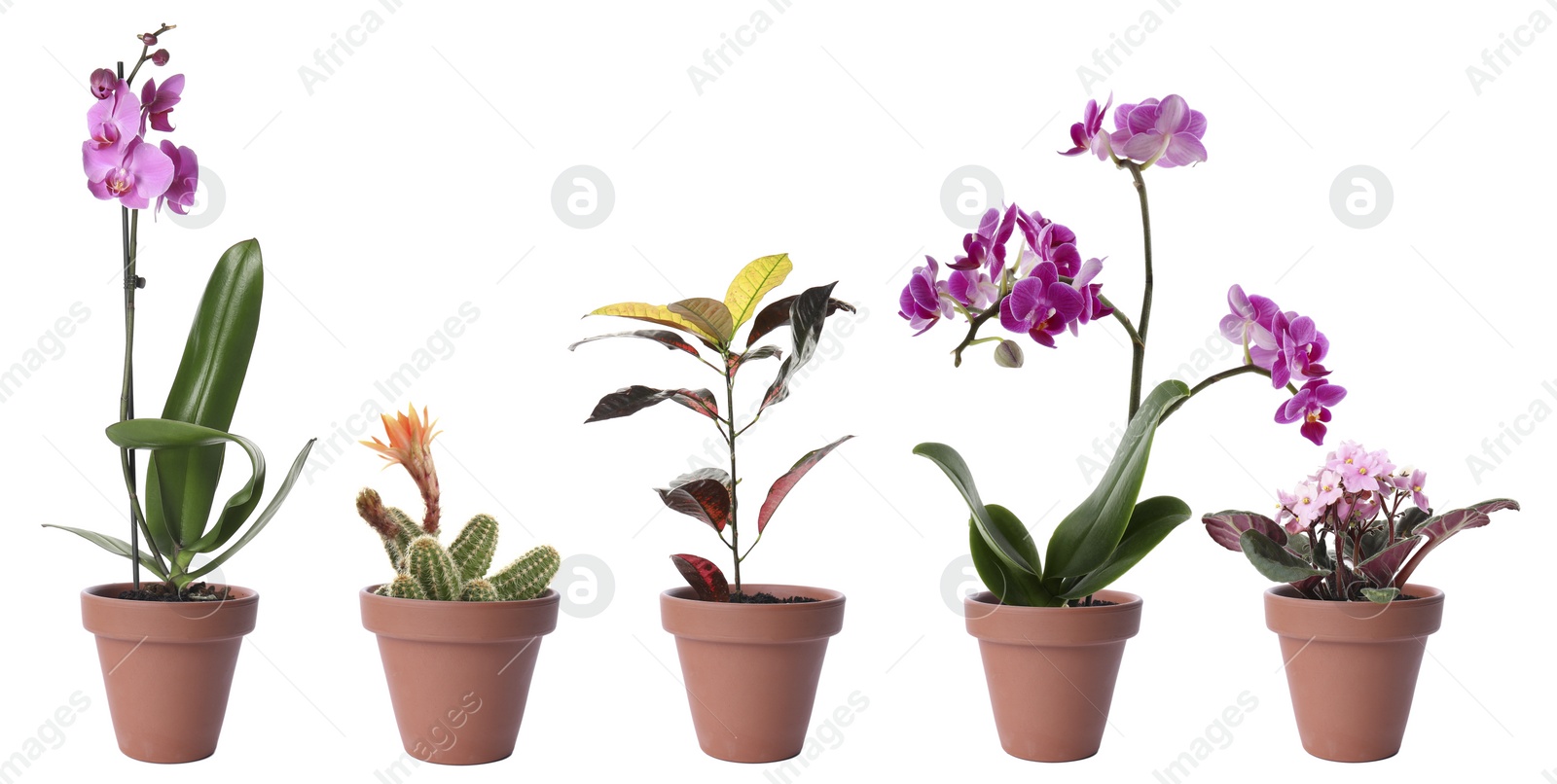 Image of Set of different houseplants in flower pots on white background. Banner design