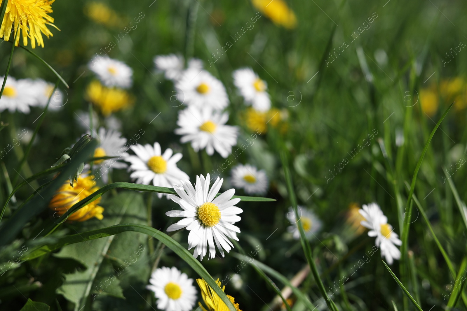 Photo of Beautiful bright yellow dandelions and chamomile flowers in green grass on sunny day, closeup