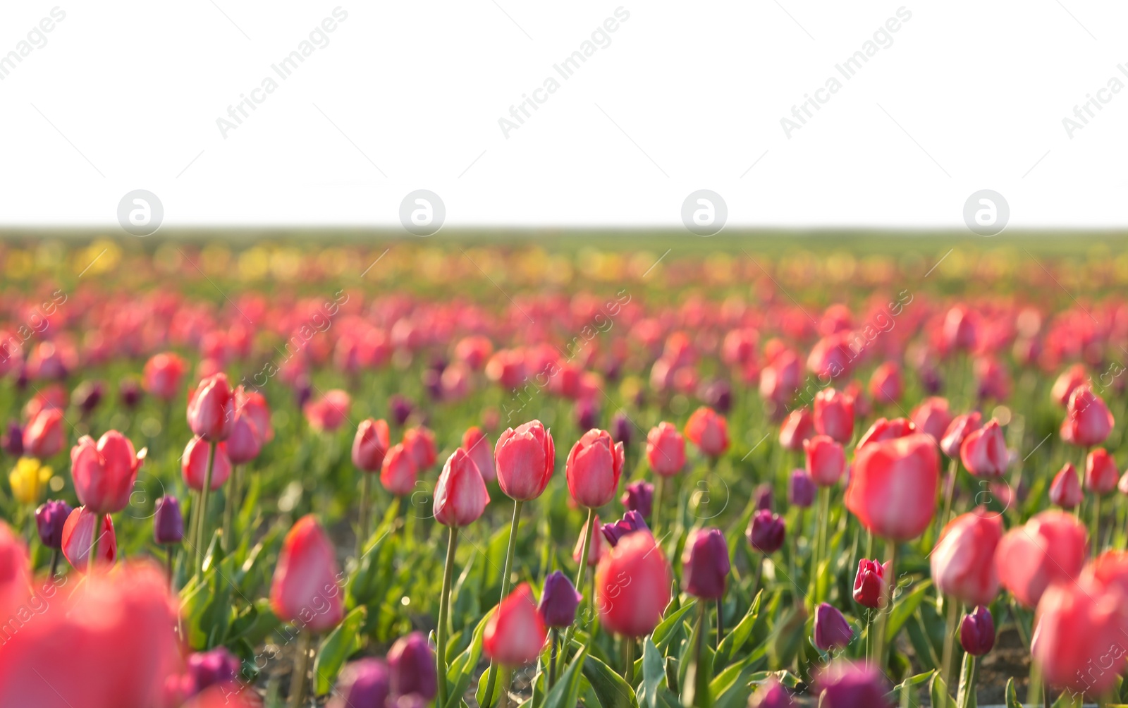 Photo of Field with fresh beautiful tulips. Blooming flowers