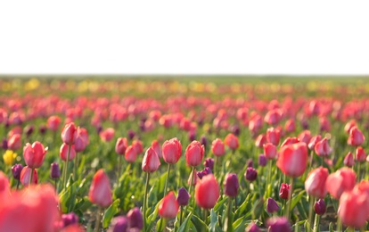 Field with fresh beautiful tulips. Blooming flowers