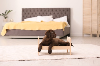 Adorable chocolate labrador retriever on toy bed at home