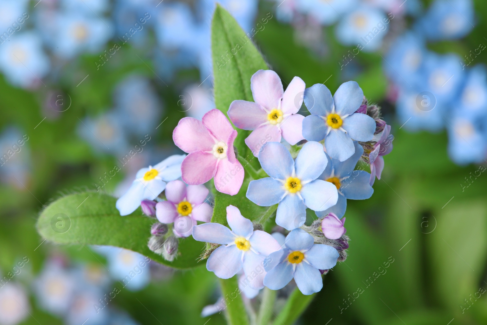 Photo of Amazing spring forget-me-not flowers as background, closeup view