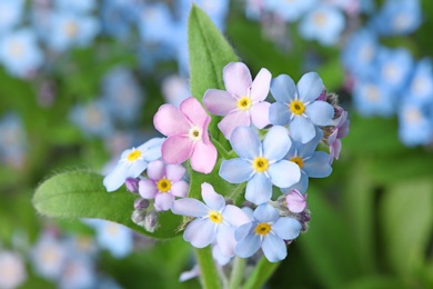 Amazing spring forget-me-not flowers as background, closeup view