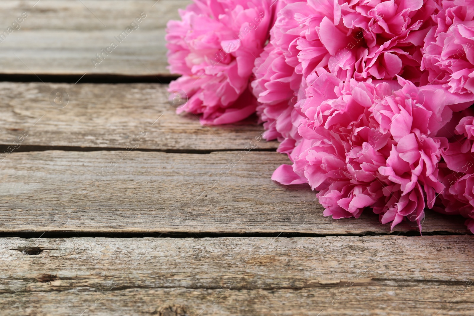 Photo of Beautiful pink peonies on wooden table, closeup. Space for text