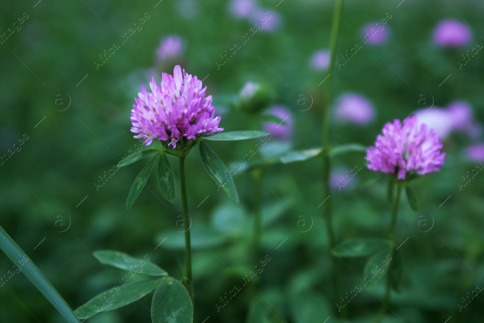 Photo of Beautiful violet clover flowers on blurred background, closeup
