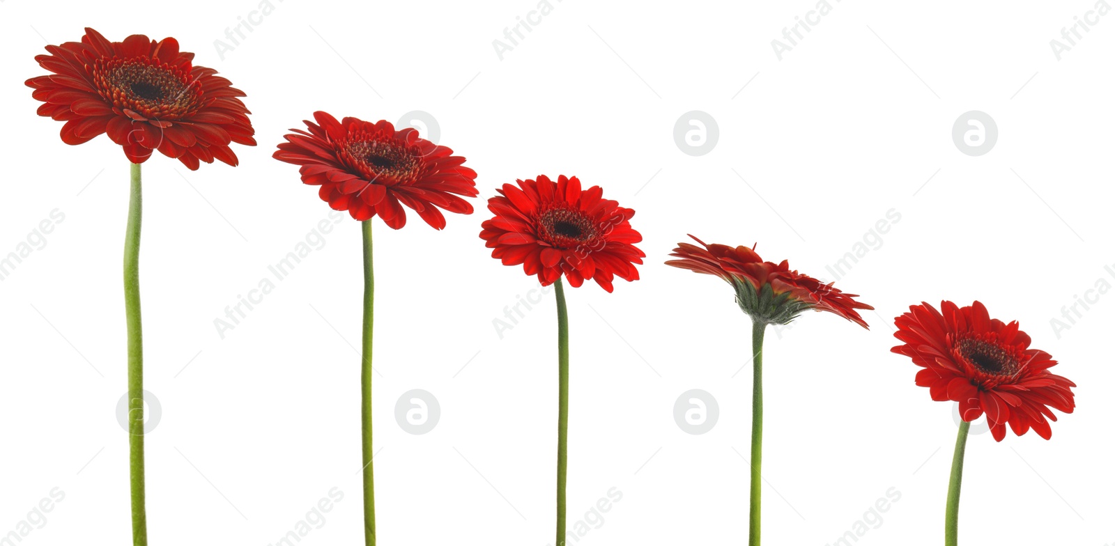 Image of Set of beautiful red gerbera flowers on white background