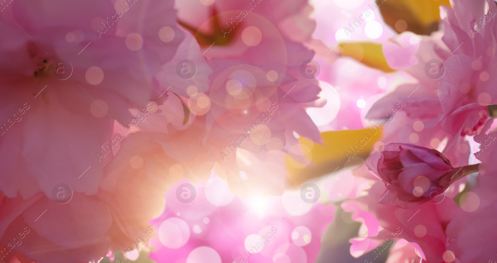 Image of Blossoming sakura tree outdoors on spring day, closeup