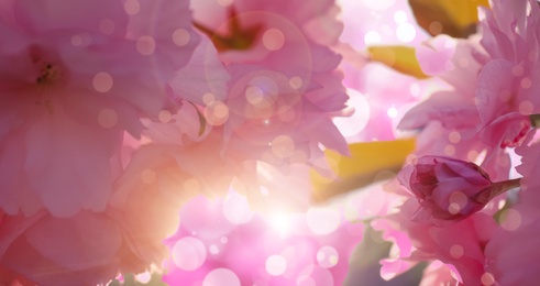 Image of Blossoming sakura tree outdoors on spring day, closeup