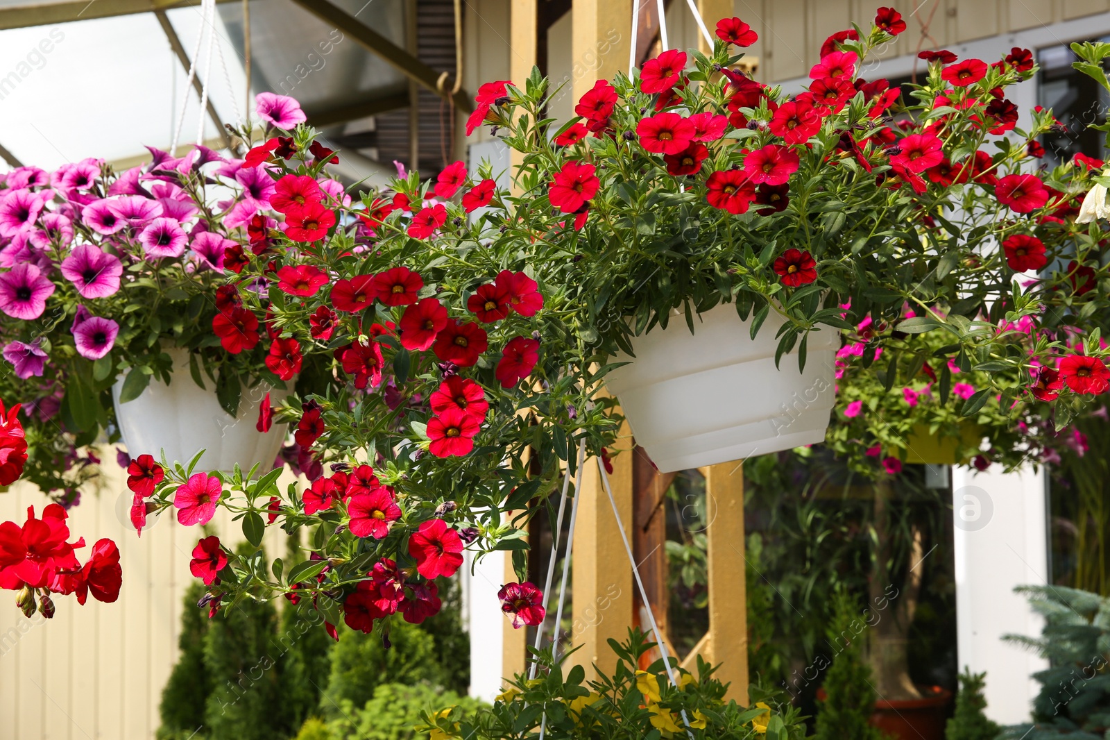 Photo of Different beautiful flowers in plant pots hanging outdoors