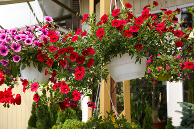 Photo of Different beautiful flowers in plant pots hanging outdoors