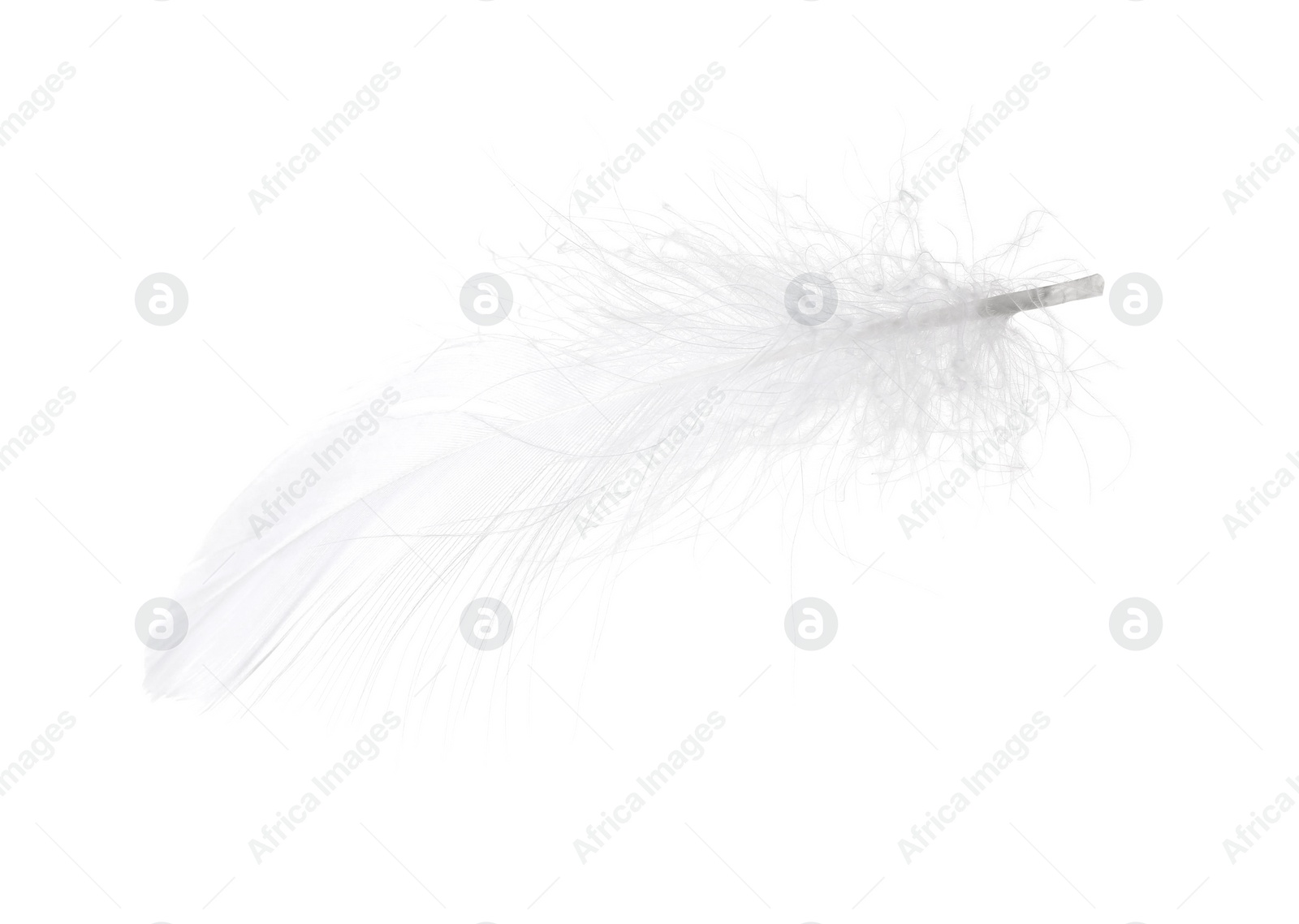 Photo of Beautiful fluffy bird feather isolated on white