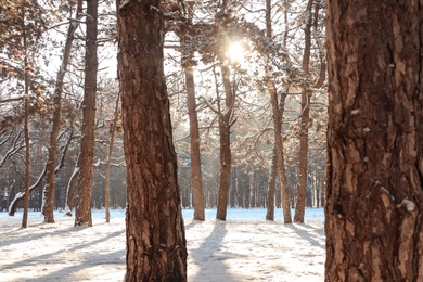 Picturesque view of snowy pine forest in winter morning