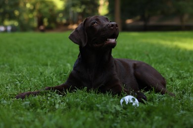 Adorable Labrador Retriever dog with ball on green grass in park