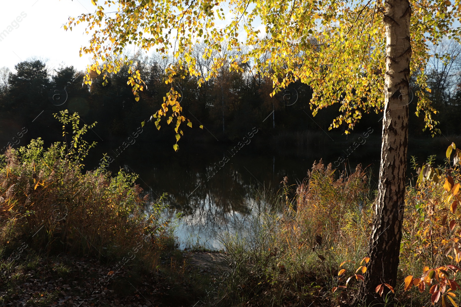Photo of Beautiful view of lake and trees on autumn day