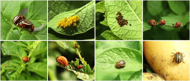 Collage with different photos of Colorado potato beetles on green leaves. Banner design