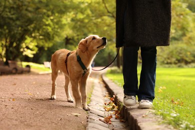 Photo of Woman with adorable Labrador Retriever puppy walking in park, closeup