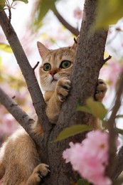 Cute cat on blossoming spring tree outdoors