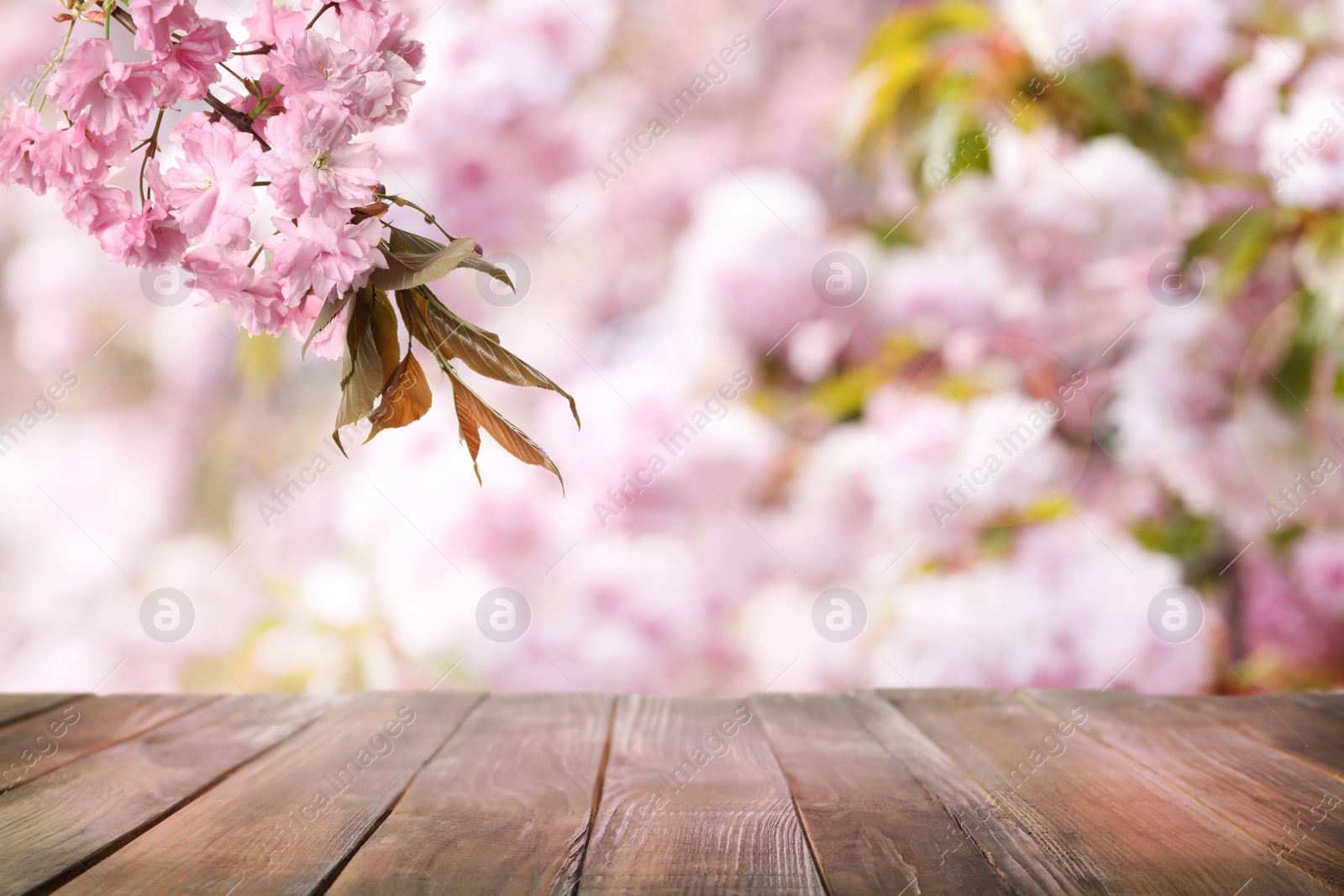 Image of Empty wooden surface and beautiful blossoming sakura tree on background