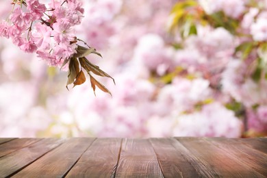 Empty wooden surface and beautiful blossoming sakura tree on background