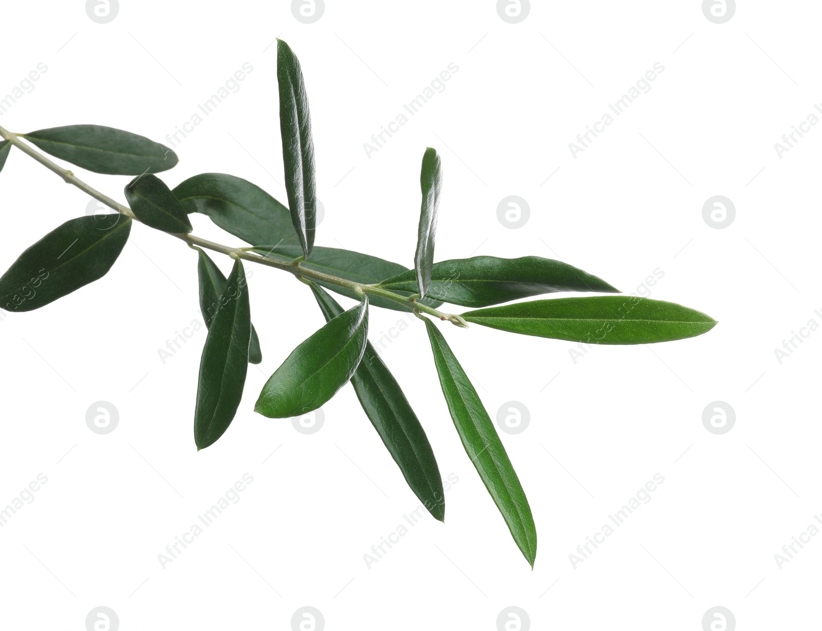 Photo of Olive twig with fresh green leaves isolated on white