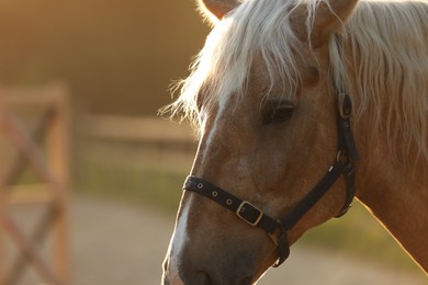 Photo of Adorable horse with bridles outdoors. Lovely domesticated pet