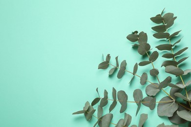 Photo of Eucalyptus branches with fresh green leaves on turquoise background, top view. Space for text