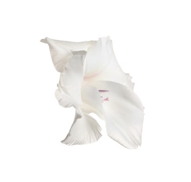 Beautiful delicate gladiolus flower on white background