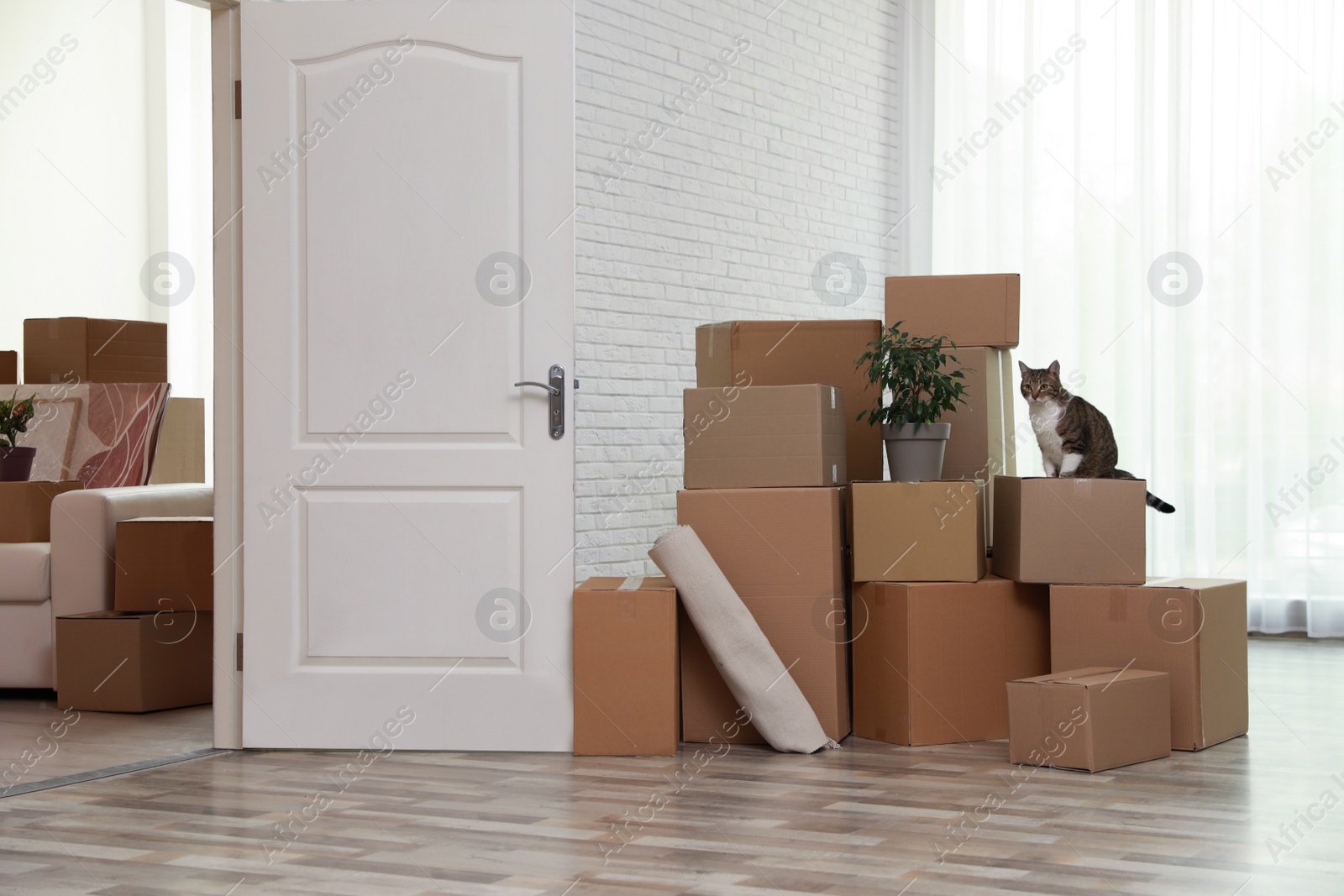 Photo of Cardboard boxes and cat in room on moving day