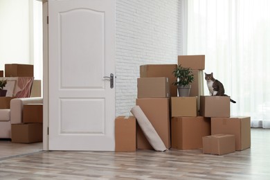 Photo of Cardboard boxes and cat in room on moving day