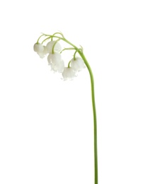 Beautiful fragrant lily of the valley on white background