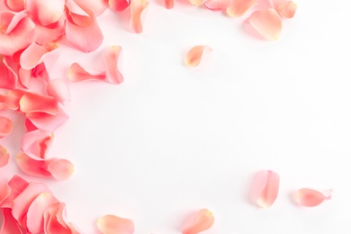 Beautiful rose petals on white background